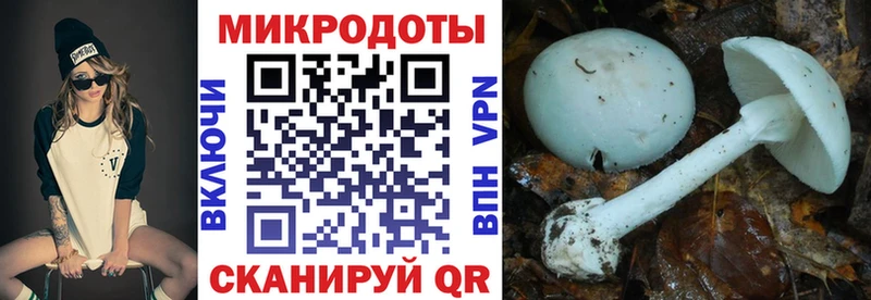 МЕГА   купить   Светогорск  Галлюциногенные грибы Psilocybe 