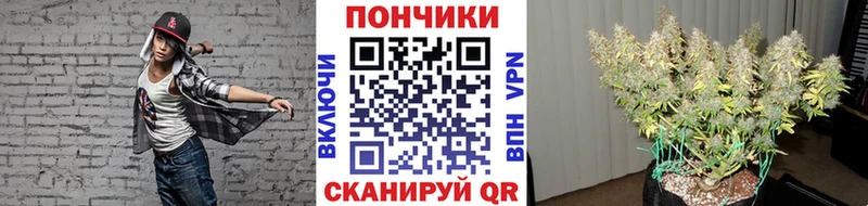 Шишки марихуана сатива  купить наркоту  Светогорск 